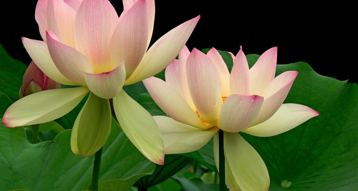 The Healing Power of Lotus