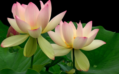 The Healing Power of Lotus
